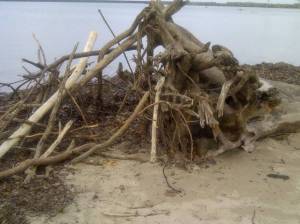 Some of the aftermath of Sandy.