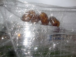 My house having been "potato'ed"