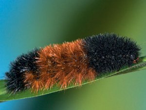 In case you wondering...this is a woollybear....