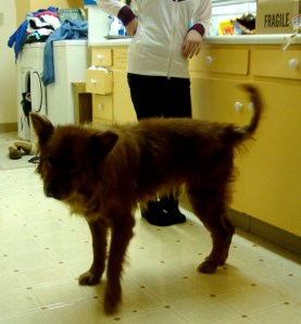 This is Woodstock the day I brought her home from the APL. So skinny!