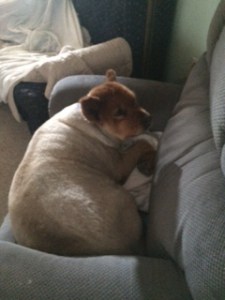 Woodstock before I helped her out <3