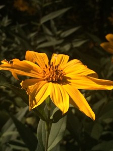 Flowers in the marsh