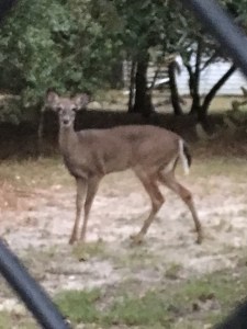 This is the deer noticing me at the beach in the Outer Banks...He was not timid