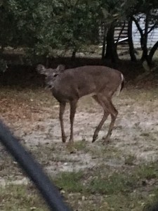 This is him peering at me...the next picture was him coming towards me to check me out. Freaked me out so I took off.